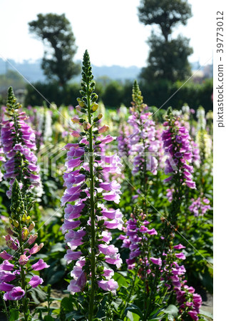 毛狀地面，紫色花西方地面，西部地面，指尖花，金鈴鐺，心花，有毒草，紫色花毛狀地面，吊鈴花 39773012