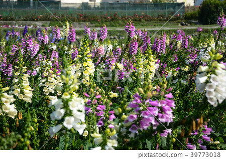 Hairy ground, purple flower, western flower, western flower, fingertip flower, golden bell, heart flower, poisonous grass, purple flower hairy flower, hanging bell flower 39773018