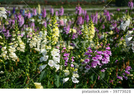 Hairy ground, purple flower, western flower, western flower, fingertip flower, golden bell, heart flower, poisonous grass, purple flower hairy flower, hanging bell flower 39773028