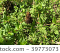 bambooshoot  39773073