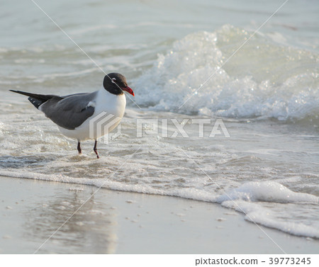 A Laughing Gull (Leucophaeus Atricilla) in Florida A Laughing Gull (Leucophaeus Atricilla) in Florida 39773245
