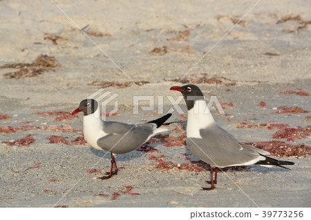 A Laughing Gull (Leucophaeus Atricilla) in Florida A Laughing Gull (Leucophaeus Atricilla) in Florida 39773256