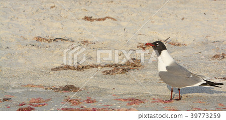 A Laughing Gull (Leucophaeus Atricilla) in Florida A Laughing Gull (Leucophaeus Atricilla) in Florida 39773259