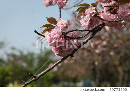 Double cherry blossoms 39773300