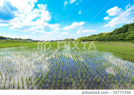 Beautiful scenery of rice fields after planting rice fields 39773398