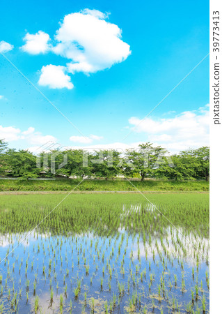 Beautiful scenery of rice fields after planting rice fields 39773413