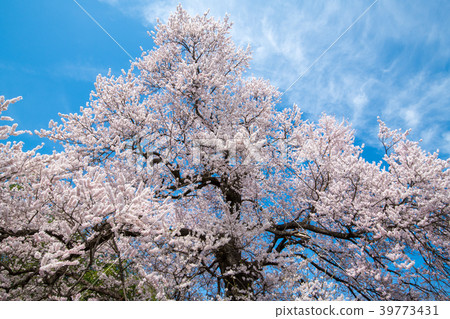 Amido edohigan cherry tree Kitamoto city Takao City designated natural monument Amido edohigan cherry tree Kitamoto city Takao City designated natural monument 39773431