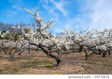 梨樹花北本市 39773676