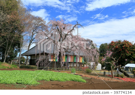 Sakado市櫻花 Sakado市櫻花 39774134