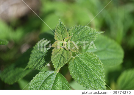Column leaves 39774270