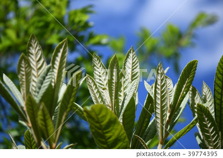 Loose young leaves Loose young leaves 39774395