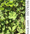 Clover  39774396