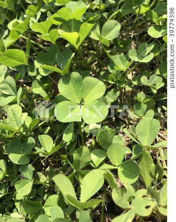 Clover Clover 39774396