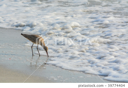 Willet (catoptrophorus semipalmatus) feeding 39774404