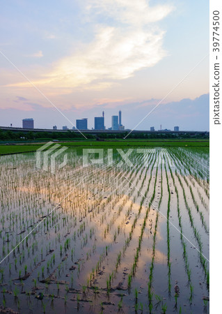 Beautiful sunset view of rice fields after planting rice fields 39774500