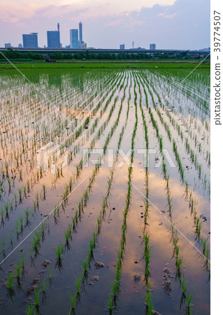 米美好的日落視圖在種植米領域以後調遣 米美好的日落視圖在種植米領域以後調遣 39774507