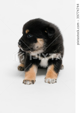 Shiba Inu Shiba Inu 39774744