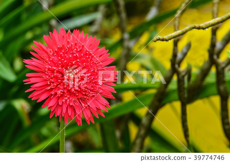 Gerbera Daisy after rain with water Gerbera Daisy after rain with water 39774746