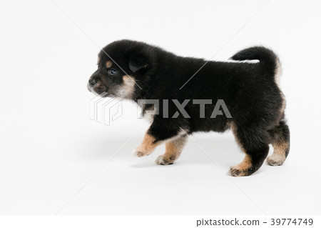 Shiba Inu 39774749
