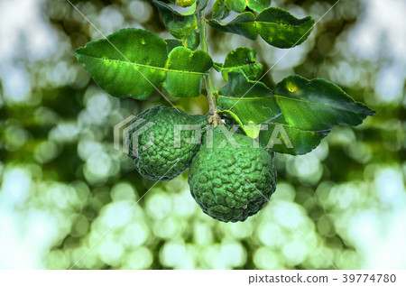 Leech lime herb of Thailand Leech lime herb of Thailand 39774780