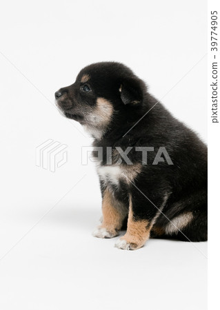 Shiba Inu 39774905