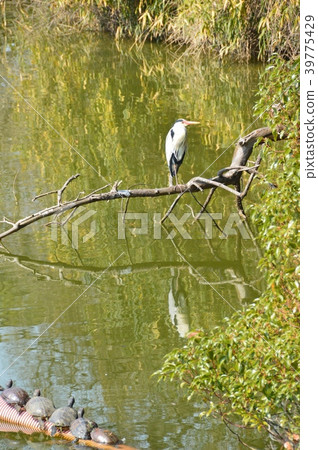 Turtles and blue herons that dry shells (Tennoji Park, Kawasoko Pond / Chausuyama Town, Tennoji Ward, Osaka City) 39775429
