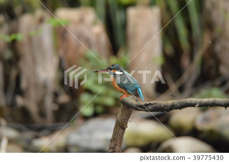 Mountain stream jewel "Kingfisher (female)" (Negawa Greenery Road / Tachikawa Park / Tachikawa City, Tokyo) 39775430