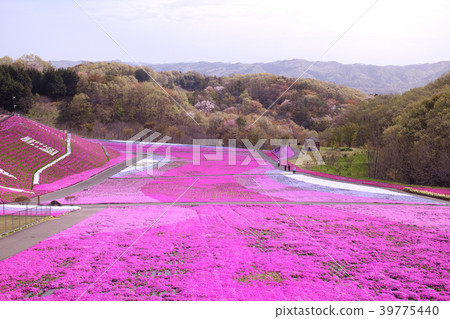 Ichikaicho Shiba Zakura Park 39775440