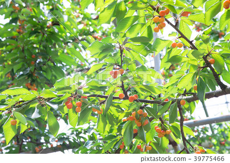 櫻桃狩獵 39775466