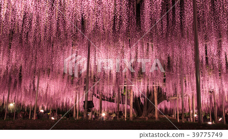 Purple wisteria trellis  flowers 39775749