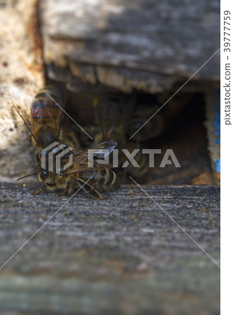 bee hive bee hive 39777759