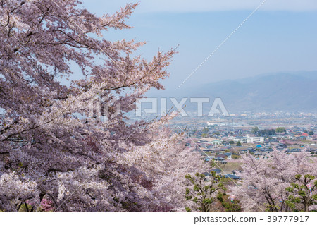 Sakura and Kofu Basin in the park Sakura and Kofu Basin in the park 39777917