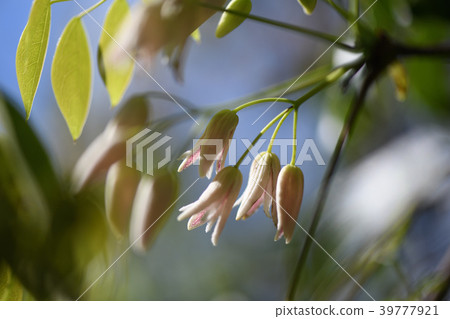 Mube flowers Mube flowers 39777921