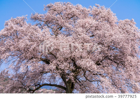 “山梨縣”櫻花在土墩上 39777925