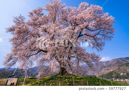 "Yamanashi Prefecture" Cherry blossoms at the mound 39777927