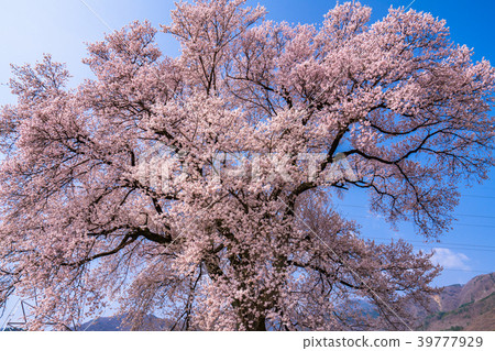 "Yamanashi Prefecture" Cherry blossoms at the mound "Yamanashi Prefecture" Cherry blossoms at the mound 39777929