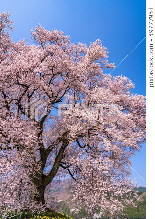 "Yamanashi Prefecture" Cherry blossoms at the mound 39777931