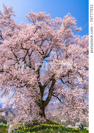 "Yamanashi Prefecture" Cherry blossoms at the mound "Yamanashi Prefecture" Cherry blossoms at the mound 39777932