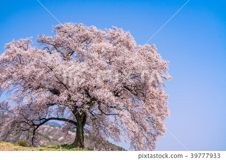 "Yamanashi Prefecture" Cherry blossoms at the mound "Yamanashi Prefecture" Cherry blossoms at the mound 39777933