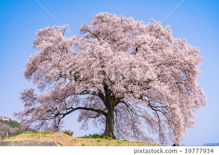 "Yamanashi Prefecture" Cherry blossoms at the mound 39777934