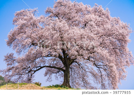 “山梨縣”櫻花在土墩上 39777935