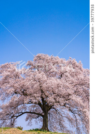 "Yamanashi Prefecture" Cherry blossoms at the mound 39777938