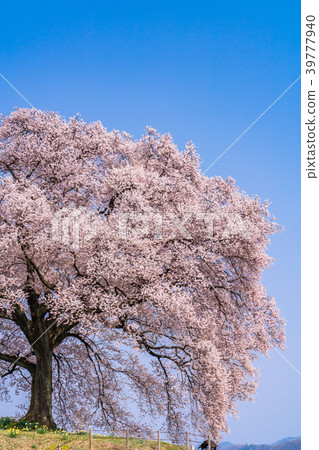 “山梨縣”櫻花在土墩上 39777940