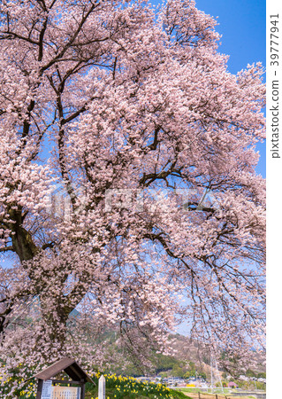 “山梨縣”櫻花在土墩上 39777941