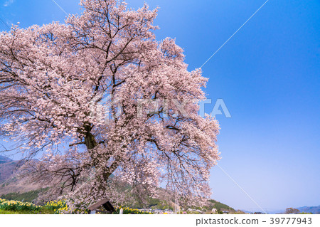 "Yamanashi Prefecture" Cherry blossoms at the mound 39777943