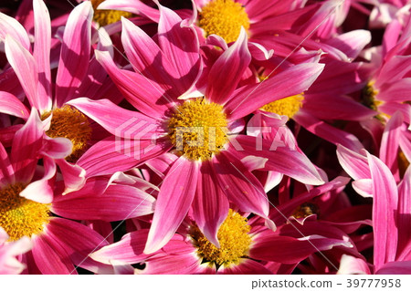Pink chrysanthemum Pink chrysanthemum 39777958