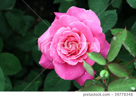 Rose pink piece Rose pink piece 39778348