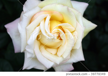 Rose piece Rose piece 39778349