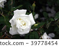 Rose Mrs. Herbert Stevens 39778454