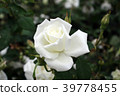 Rose Mrs. Herbert Stevens 39778455